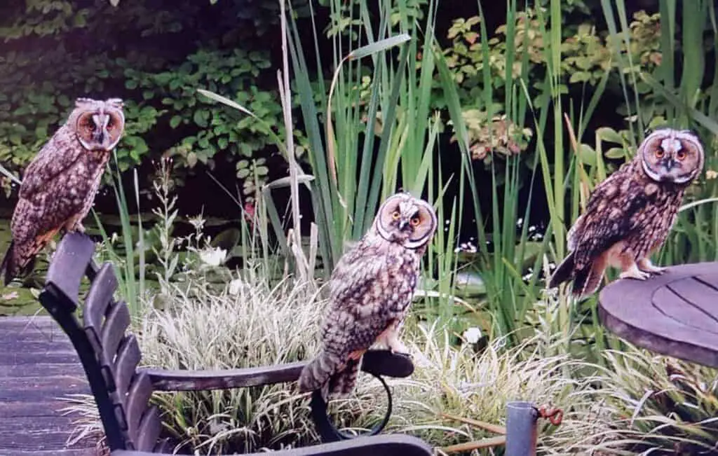 Three owls on a chair in our garden