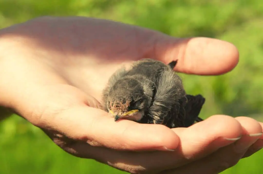 Hand holds fledgling
