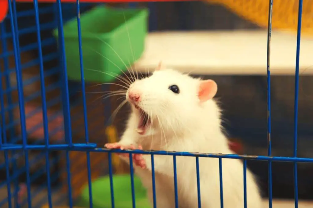 White Rat looking through cage door and is surprised