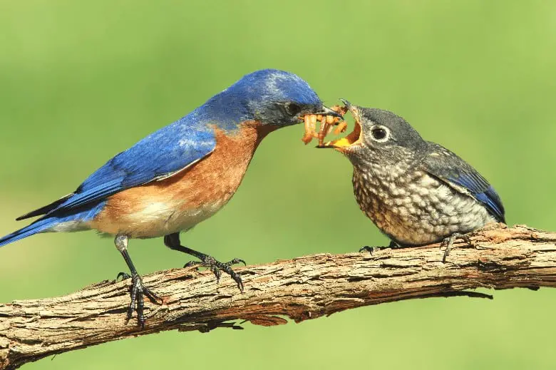 Bird feeds his fledgling on a limb