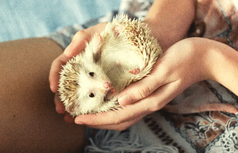 Girl handles little hedgehog
