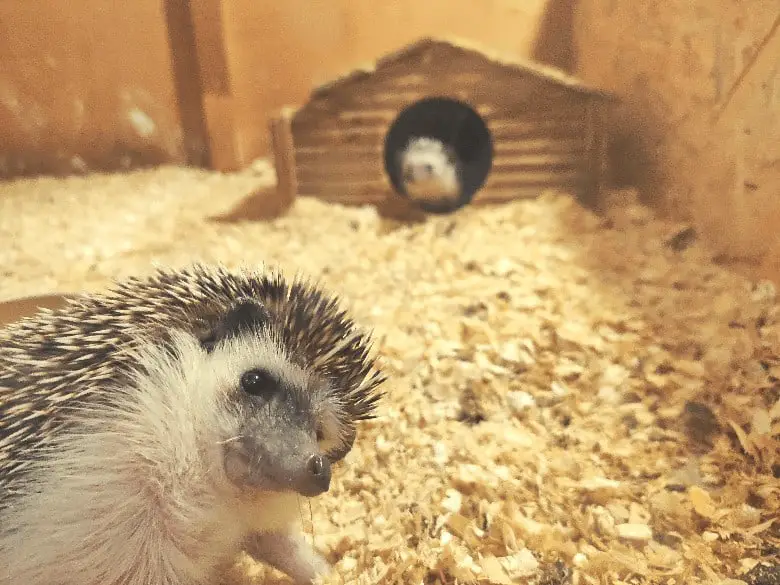 Hedgehog in his cage watching into the camera