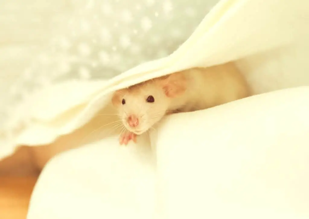 Rat snuggling in soft and cozy bedding