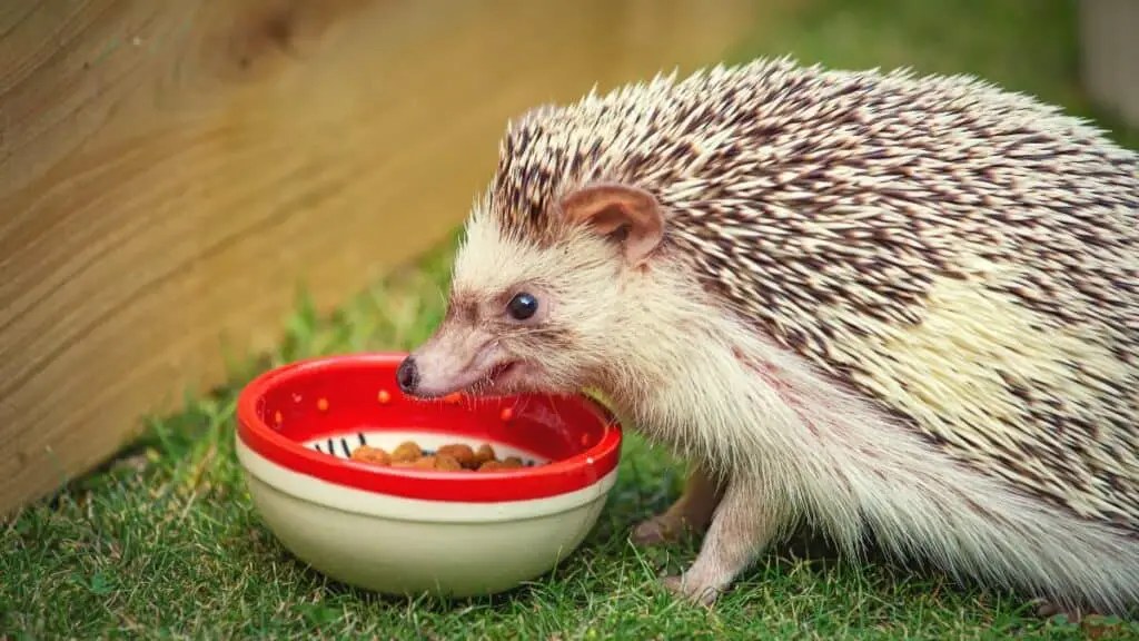 Hedgehog eating cat food