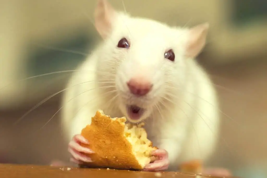Rat eating its food