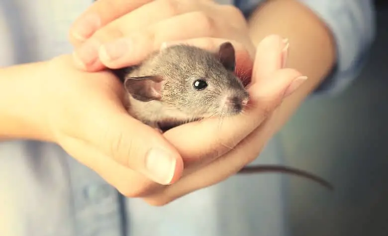 Rat in the hands of a woman.