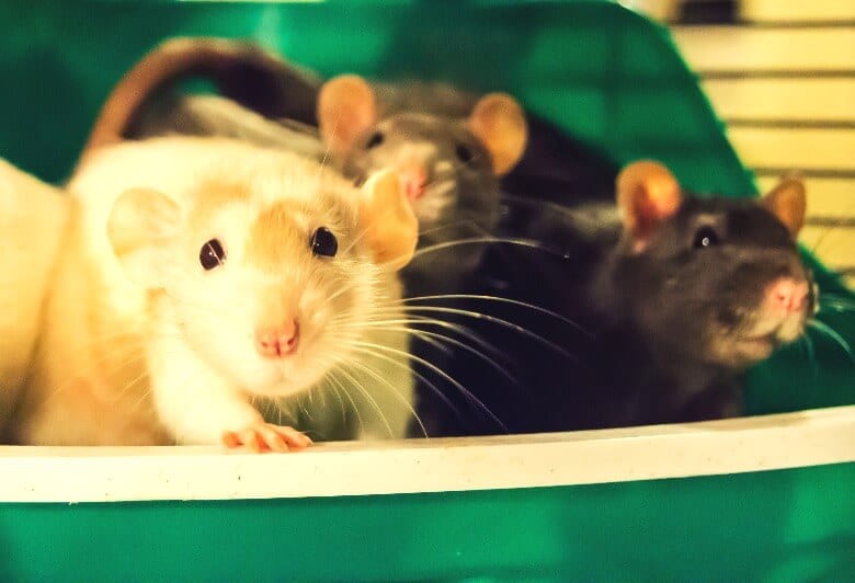 Group of rats that are sharing a cage are looking into the camera.