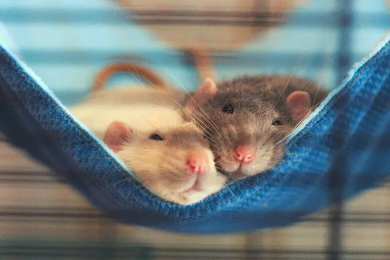 2 rats in a hammock