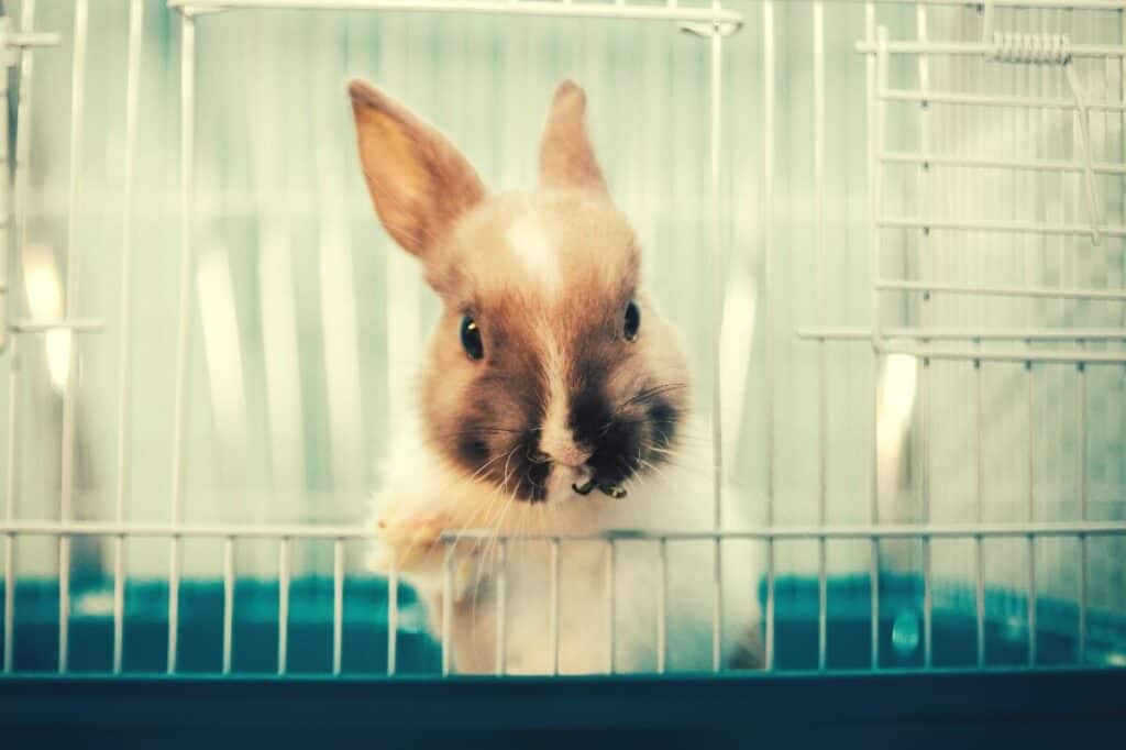 Best Indoor Rabbit Cages - Featured Image