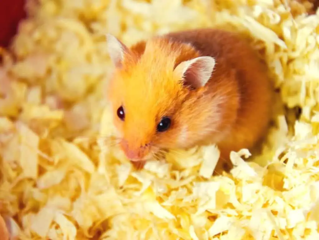 Hamster in his bedding