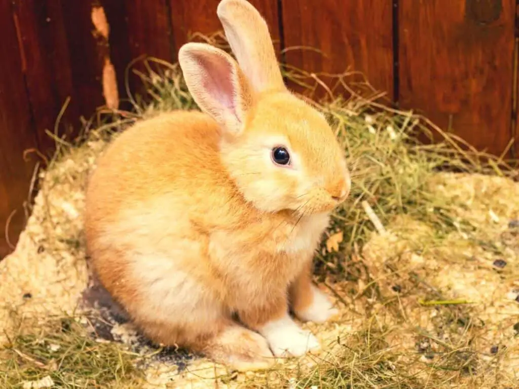Rabbit at a litter box