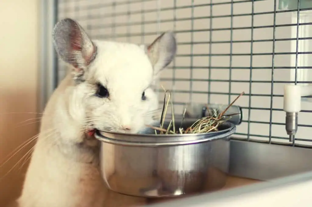 Best Chinchilla Food - Featured Image