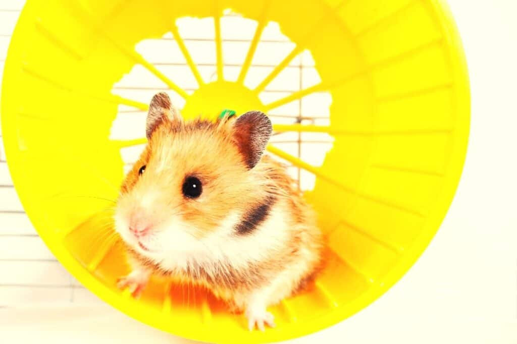 Best Hamster Wheel - Featured Image