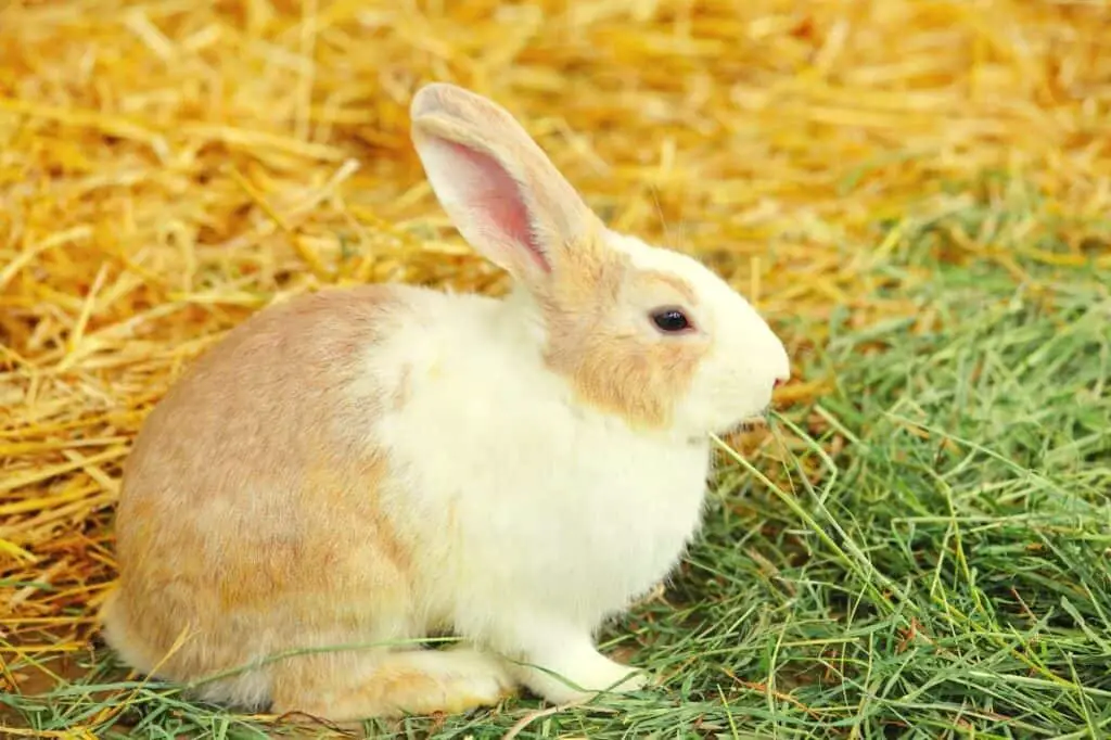 Best Hay For Rabbits - Featured Image