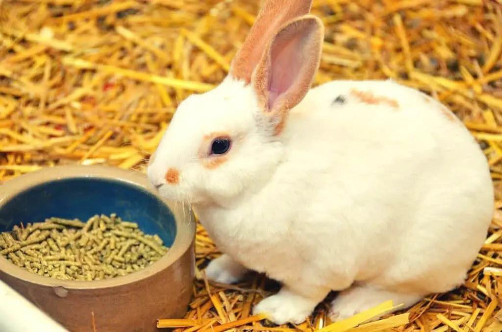 Best Rabbit Food & Pellets - Featured Image