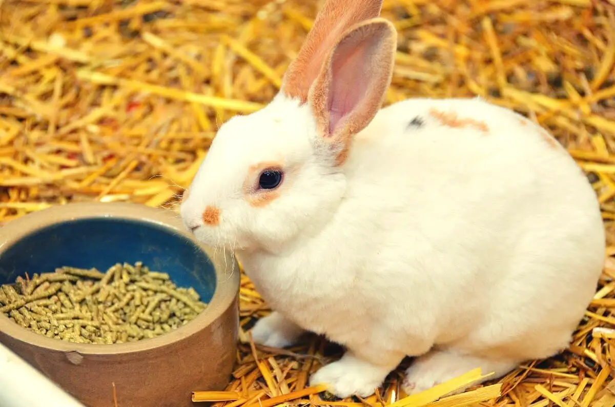 What Is The Best Food For Rabbits To Eat