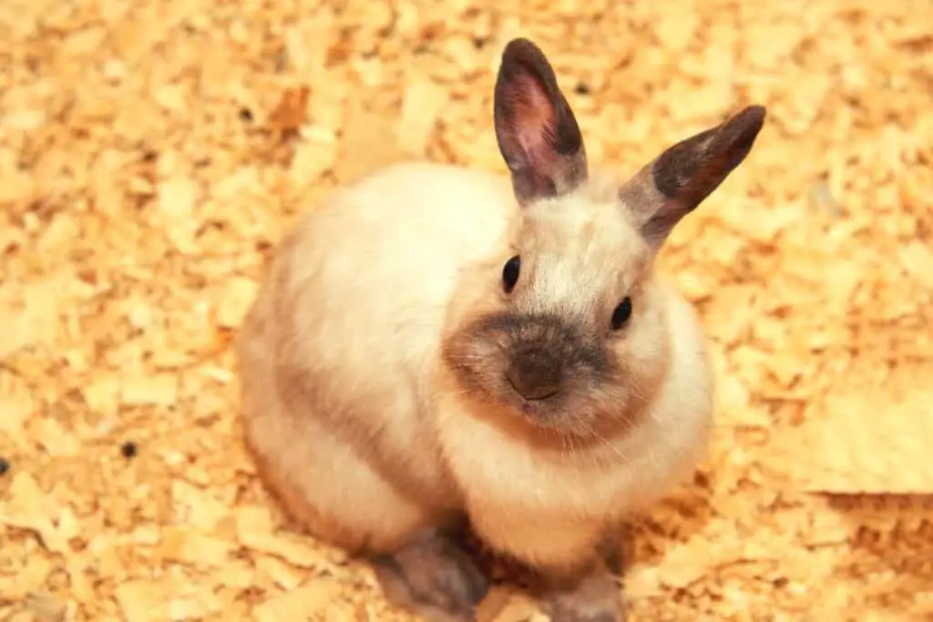 Best Litter For Rabbits - Featured Image