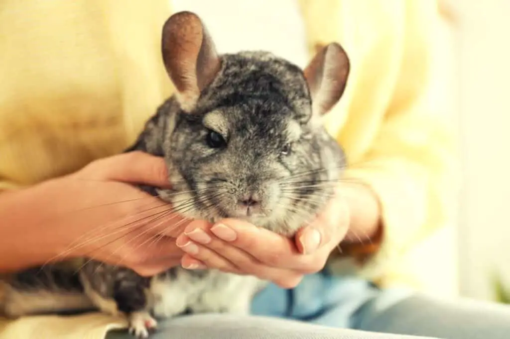 11 Chinchilla Care Tips For A Happy Pet - Featured Image