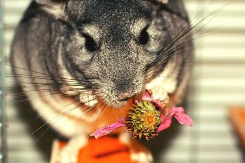 Chinchilla eating a flower