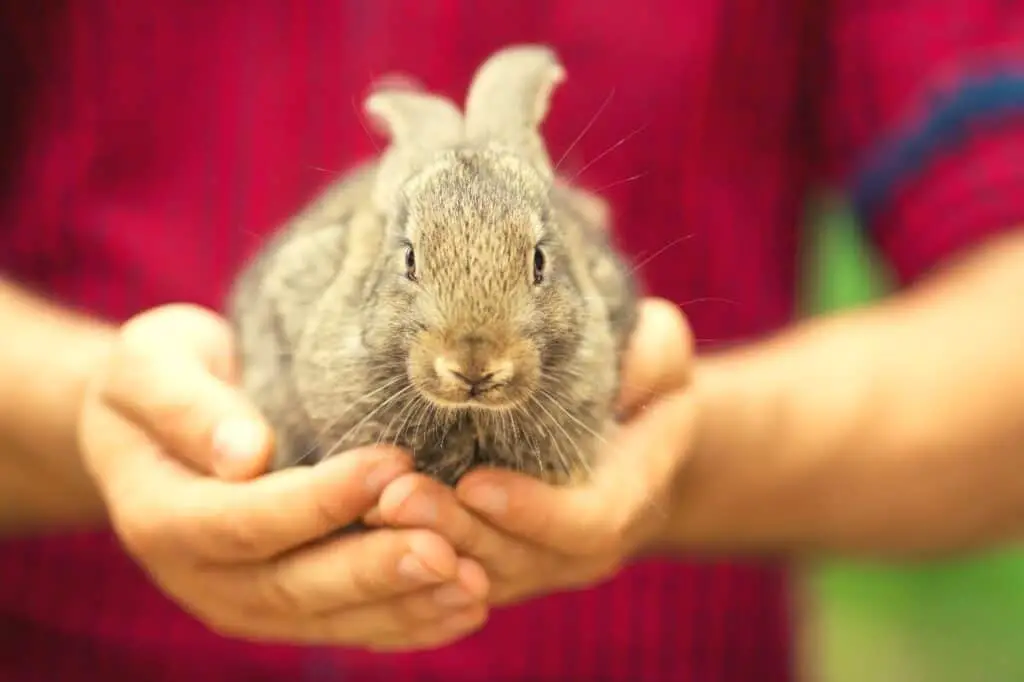Rabbit Care - Featured Image