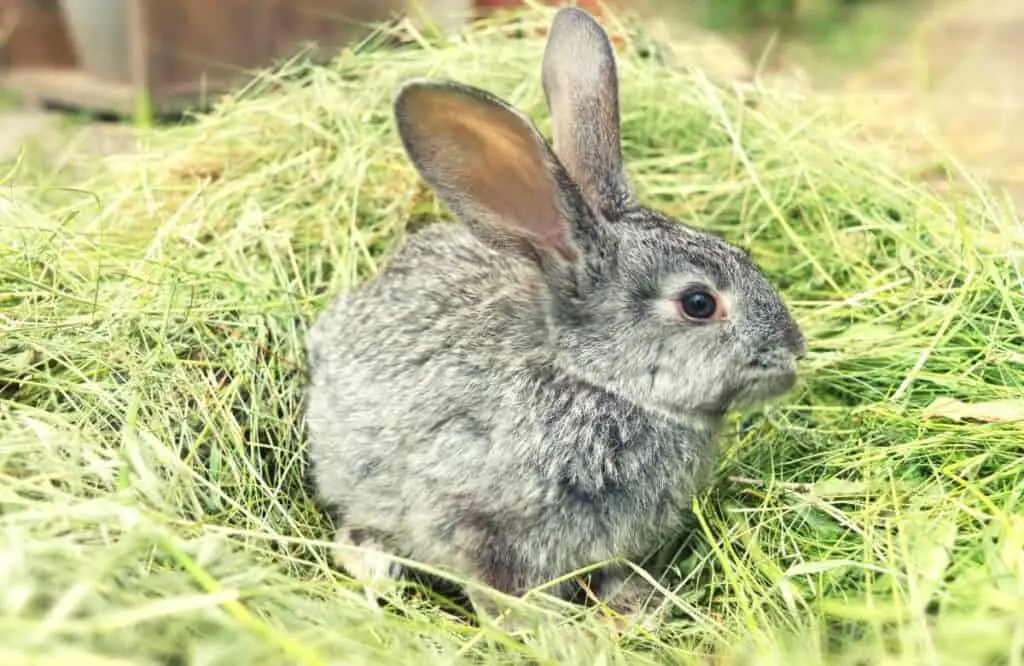 Best Rabbit Bedding - Featured Image