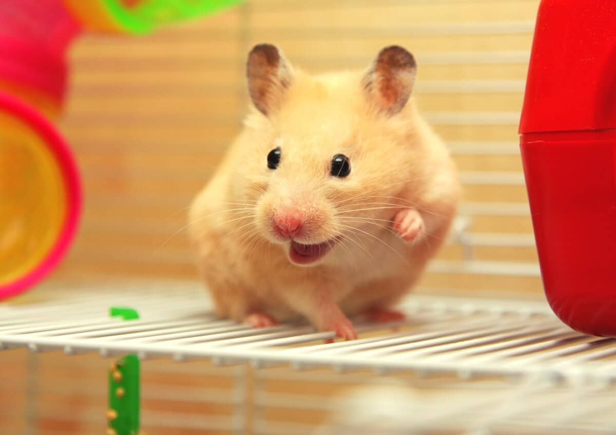 How much does a Hamster cost? - KoalaPets