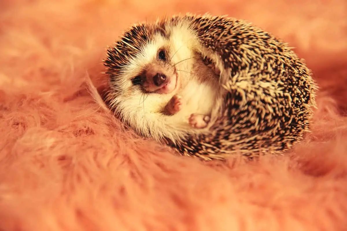 How Much Does A Hedgehog Cost? - KoalaPets