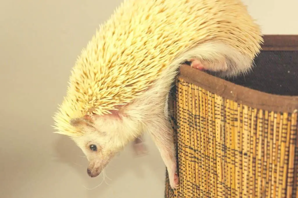Best Hedgehog Playpens - Featured Image