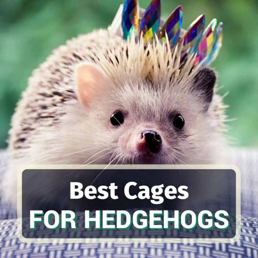 Best hedgehog cage- featured image