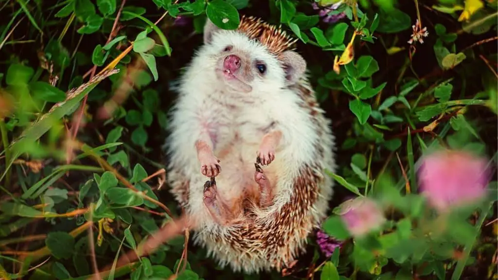 Hedgehog lying in a field of flowers