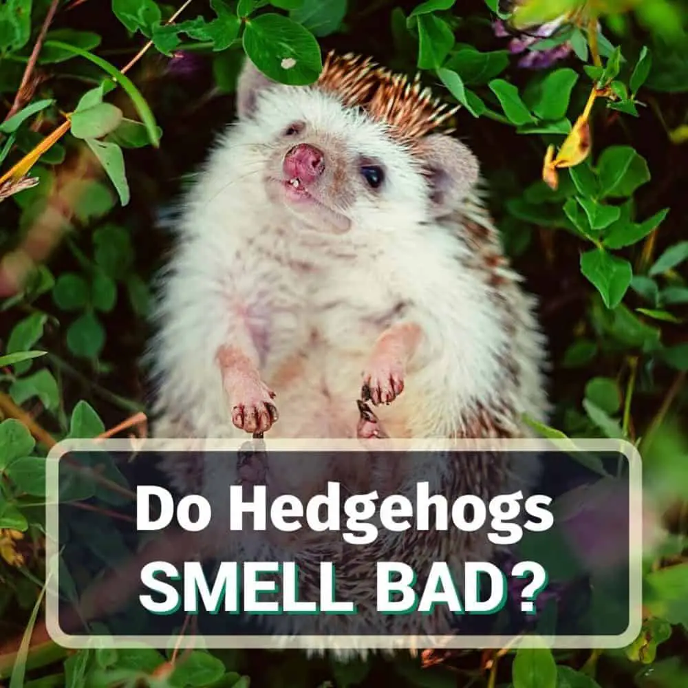 Do hedgehogs smell - featured image