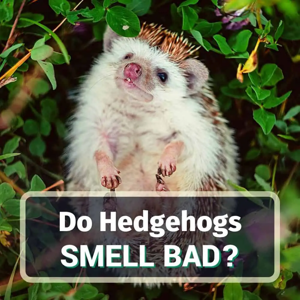 Do Hedgehogs Smell Bad? Here's What You Can Do!