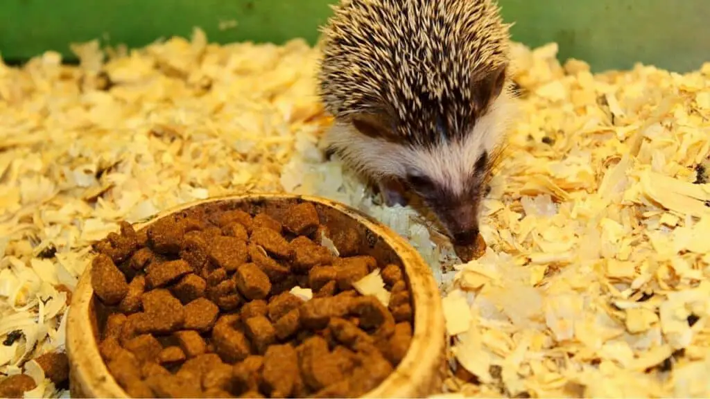 Hedgehog not eating