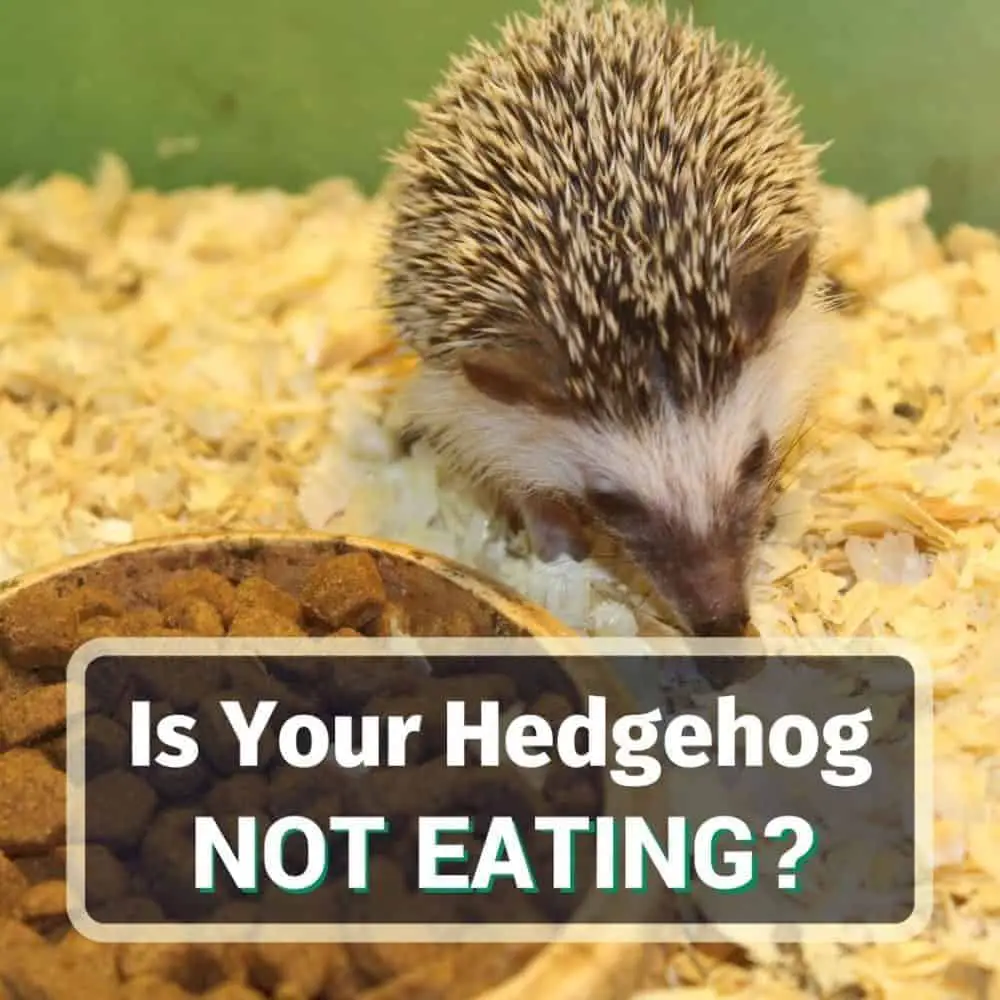 Hedgehog not eating - featured image