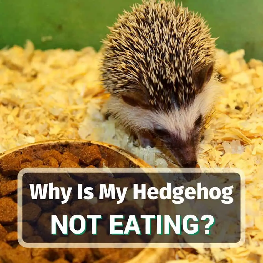 Why Is My Hedgehog Not Eating? - KoalaPets