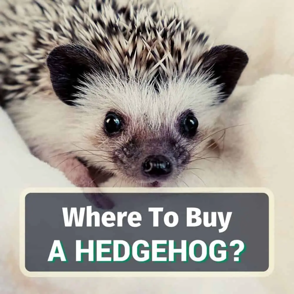 Where to buy a hedgehog - featured image