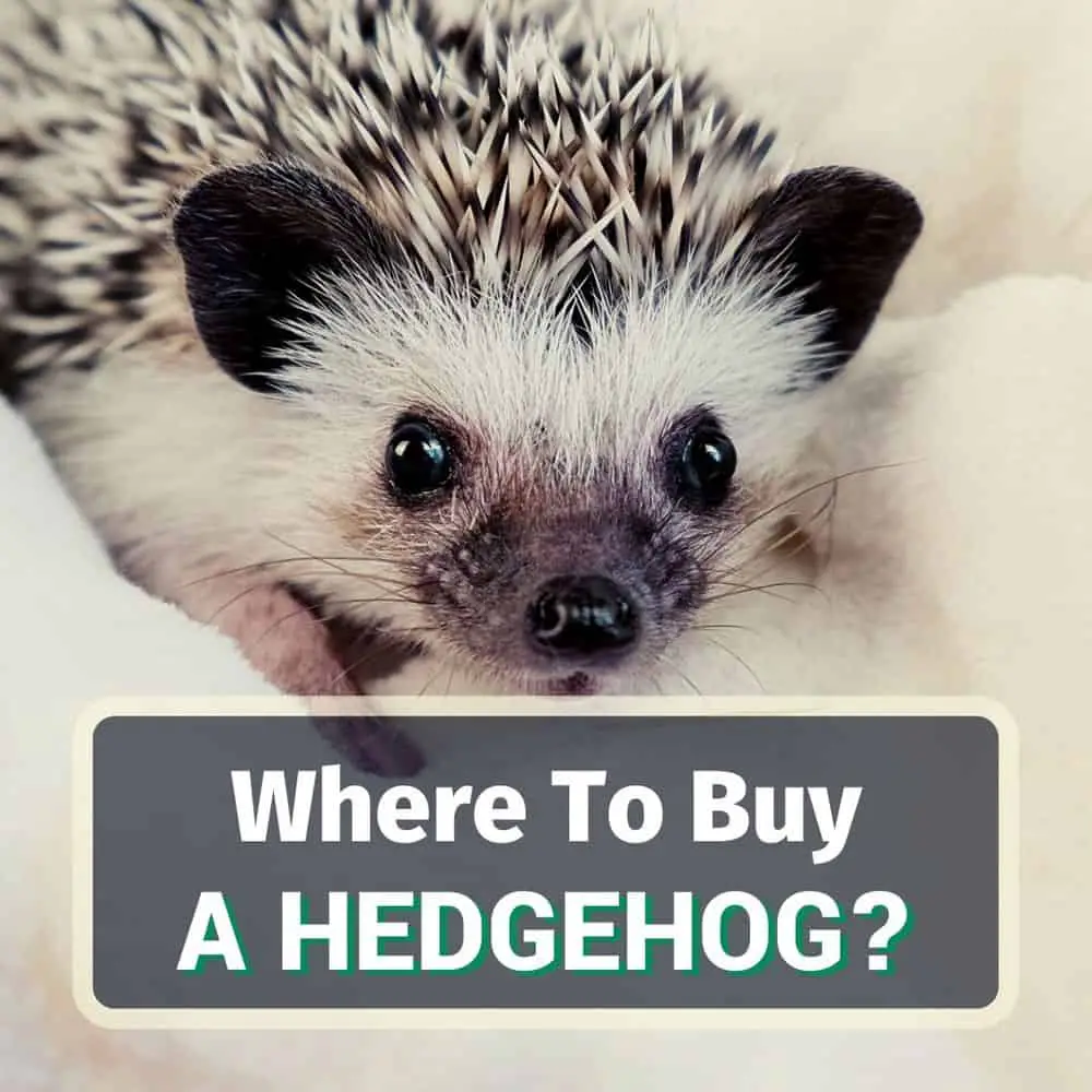 Where To Buy A Hedgehog KoalaPets