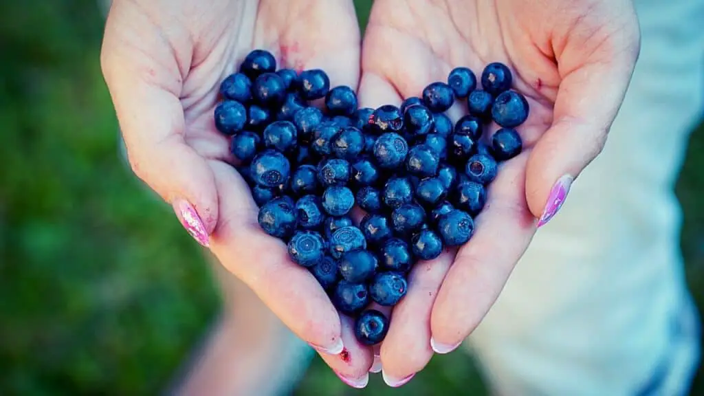 Blueberries in the hands of a woman