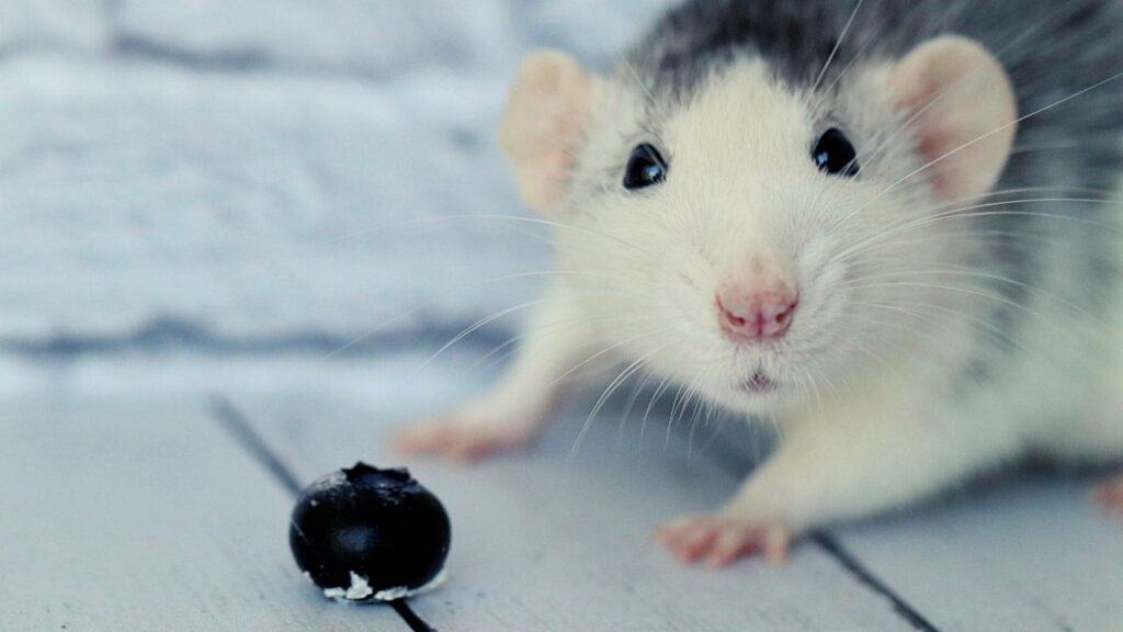 Can rats eat blueberries?