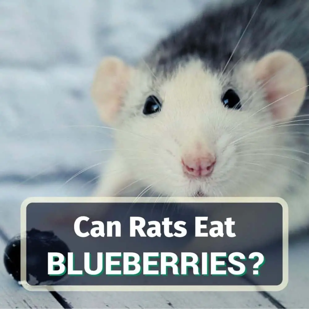 Can rats eat blueberries - featured image
