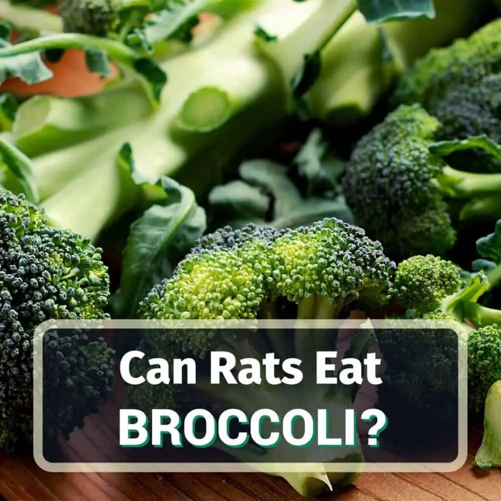 Can rats eat broccoli - featured image