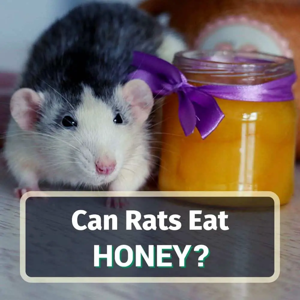 Can Rats Eat Honey? Is It Safe Or Toxic?