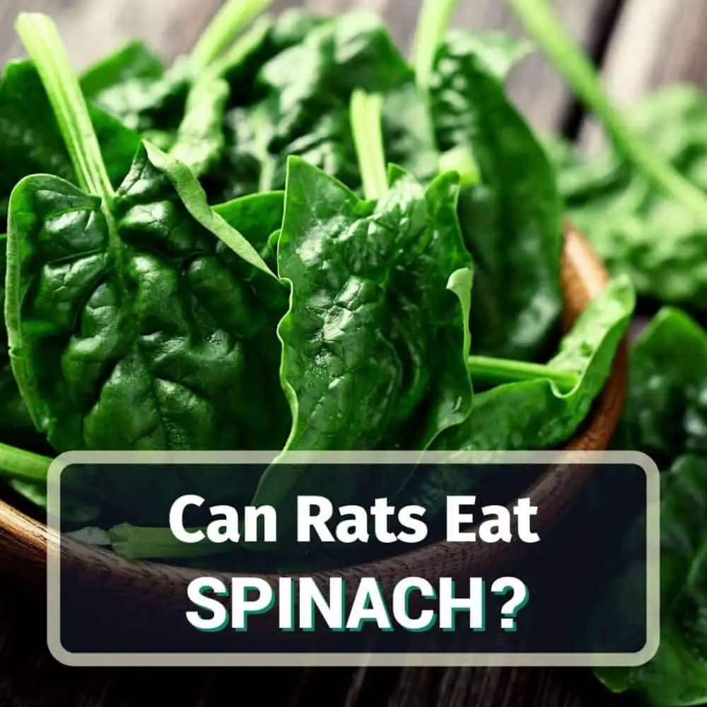 Can rats eat spinach - featured image