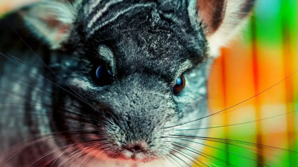 How much does a chinchilla cost