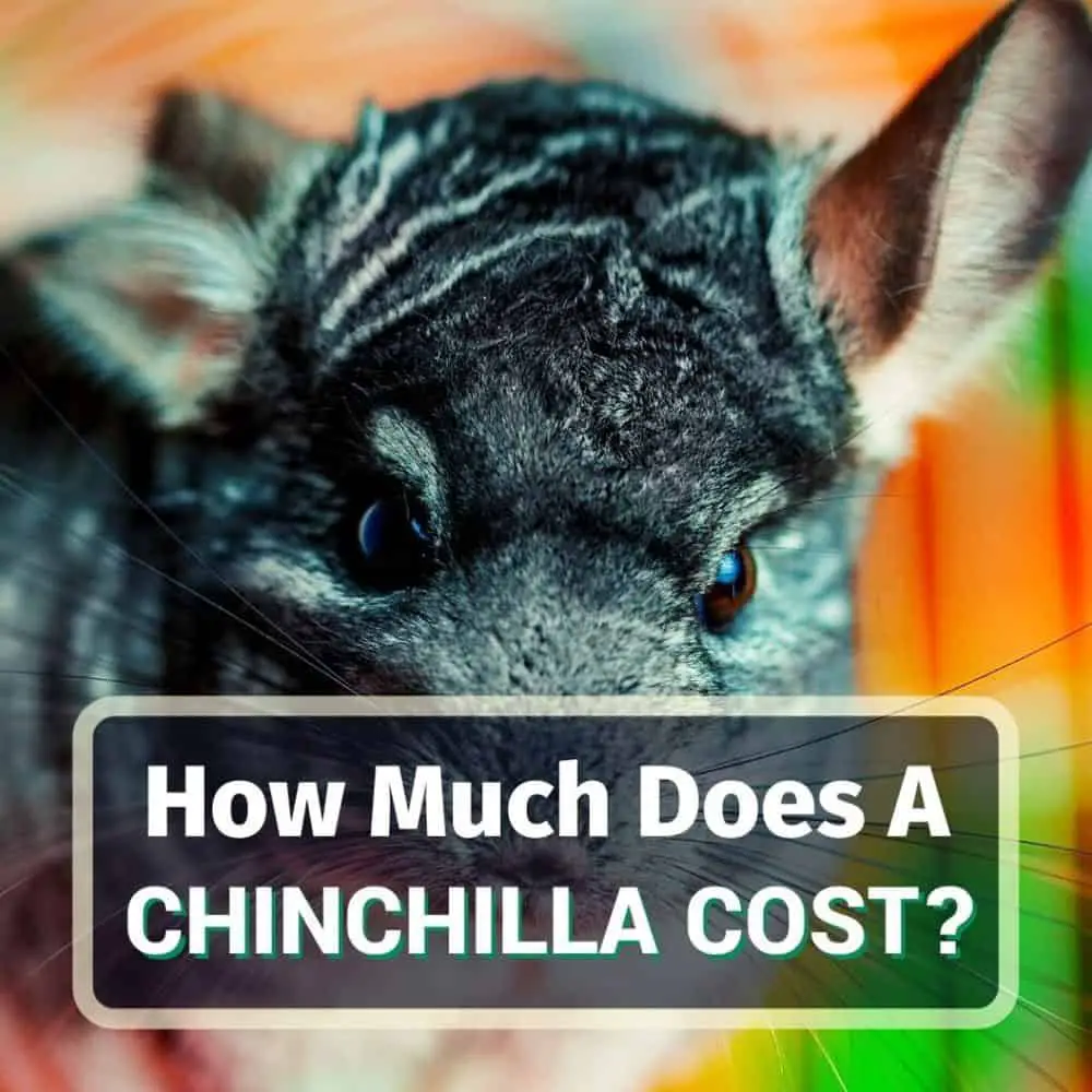 How much does a chinchilla cost - featured image