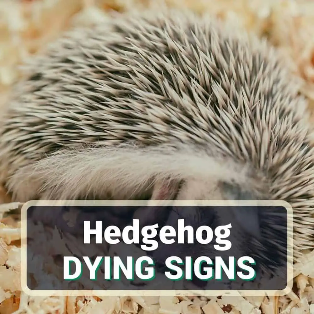 Hedgehog dying signs - featured image