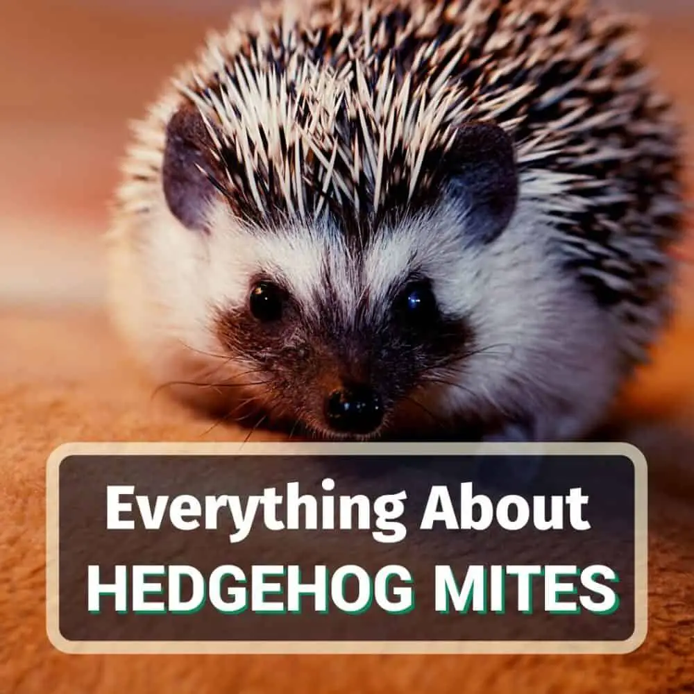 Hedgehog mites - featured image