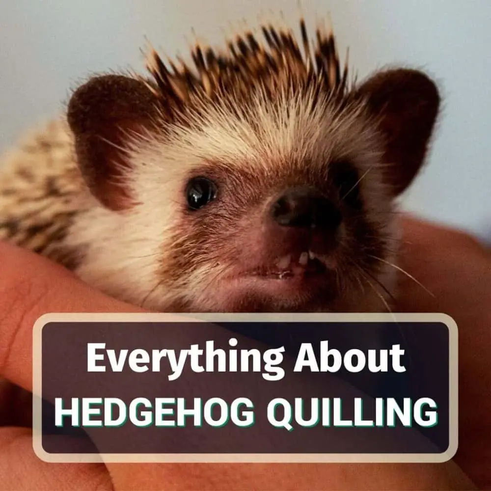 Hedgehog quilling - featured image