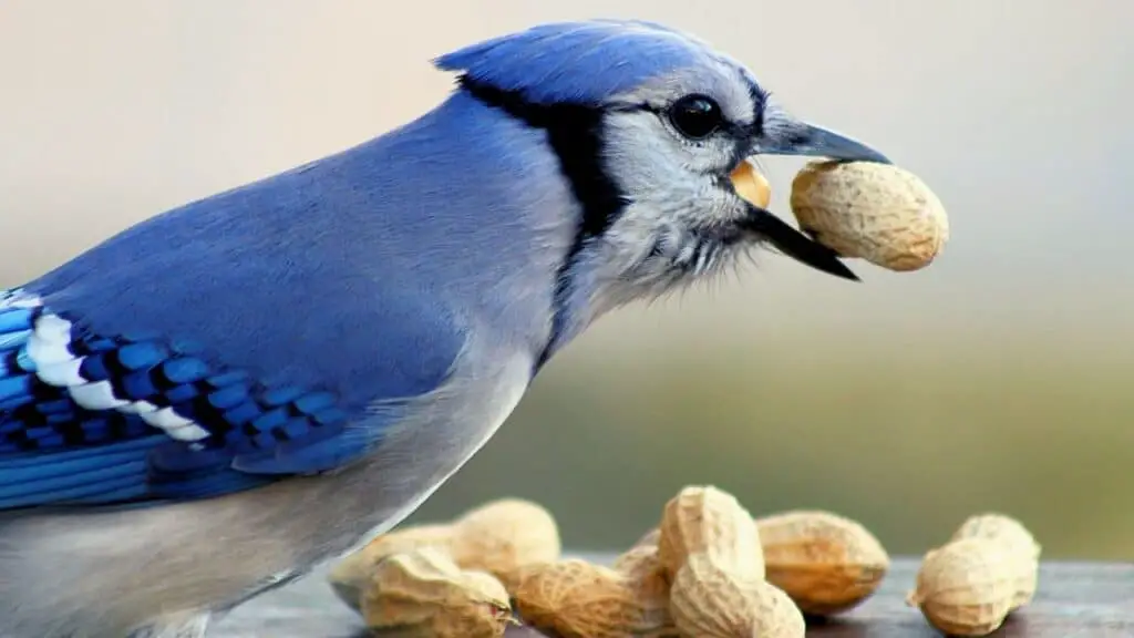Blue jay eating peanuts