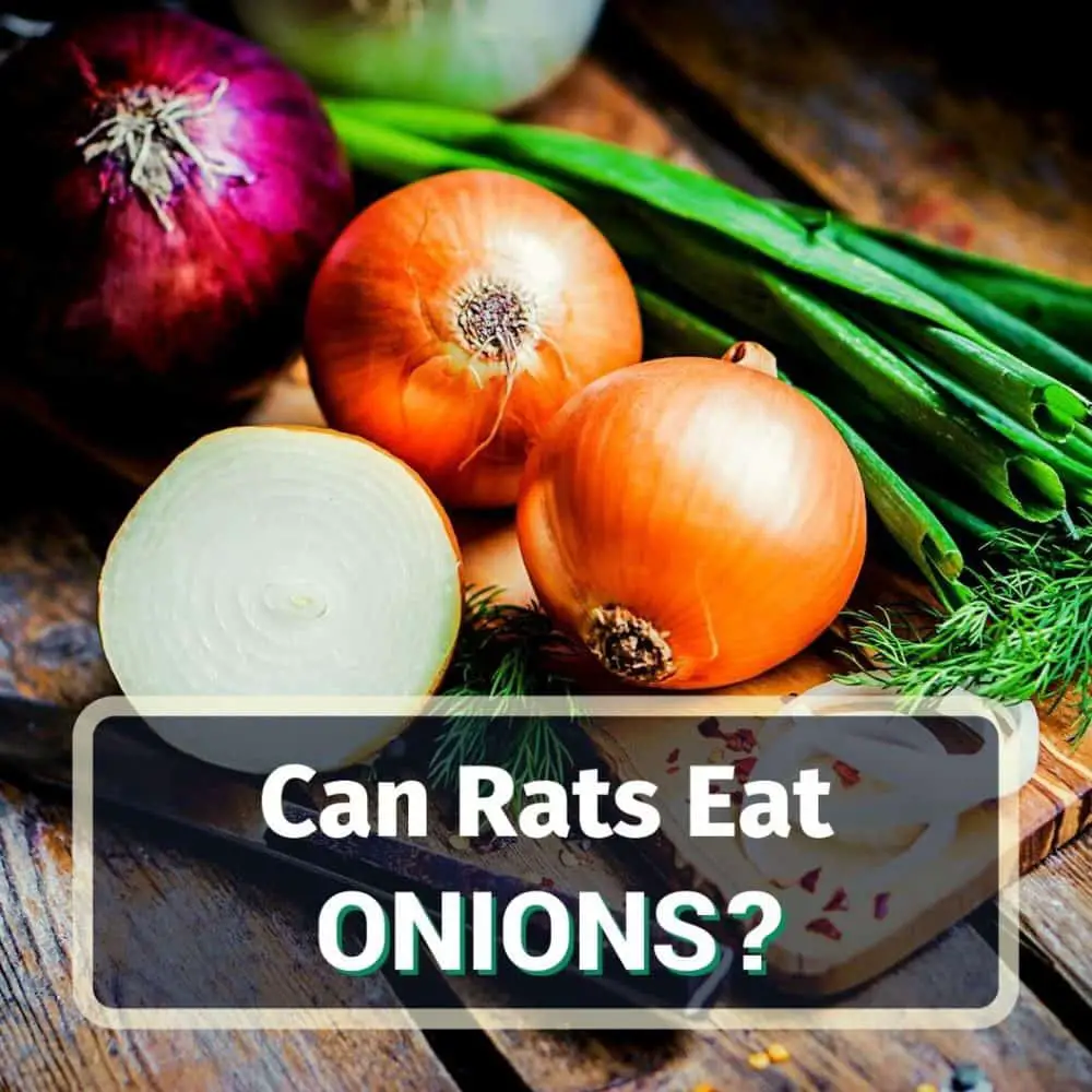 Can rats eat onions - featured image